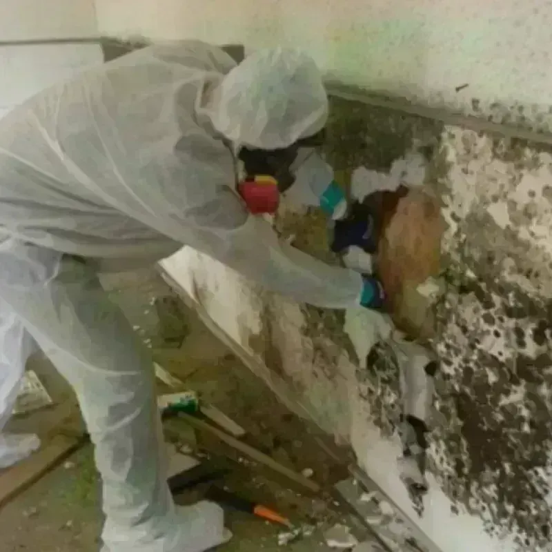 Mold Remediation and Removal in Hyde Park, NY